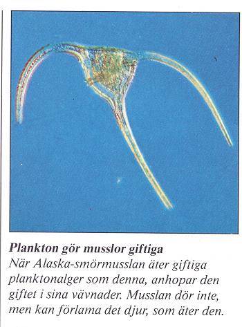 saxitoxin produceras i plankton eller blågröna alger Utnyttjades i