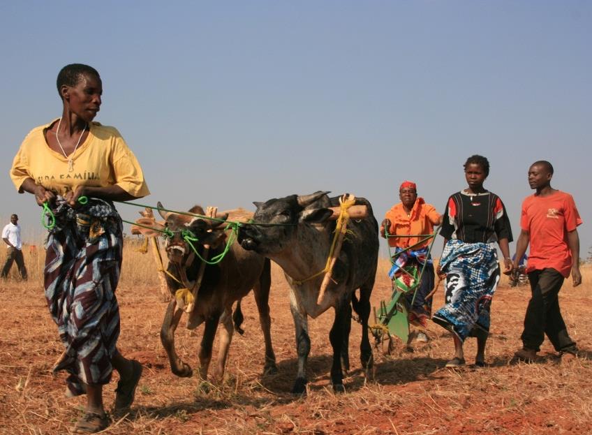 Ett delat samhälle och en borttappad historia Moçambique, ett delat samhälle även inom civilsamhället Få organisationer som är folkrörelser, fler företagsliknande NGOs med relativt stark politisk