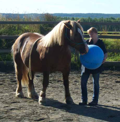 bild 1 & 2: Från föreställningen»6 mimare 6 levande hästar». bild 3 & 4: Marica Ljungholm och Boston samt Marica Ljungholm, Lena Stenvall och Boston.