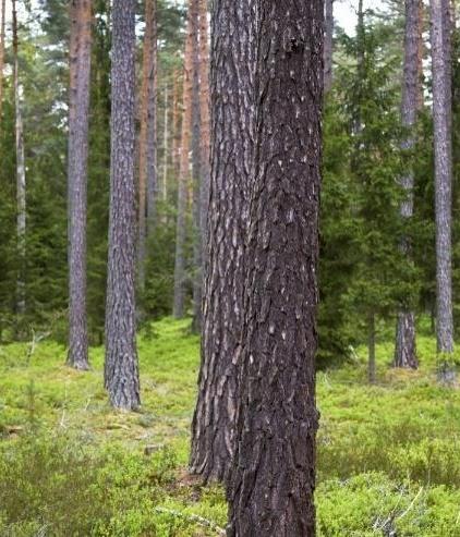 Råvaror och processer i fokus Råvaror Skogsråvara inklusive grot, gallrings- och avverkningsrester Flis, bark, pappersmassa och