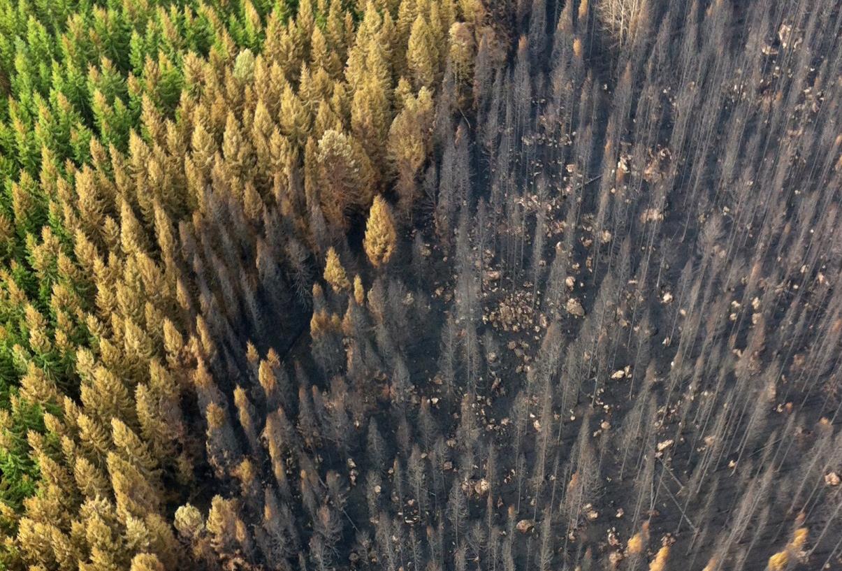 Skogsbranden i Västmanland 12 dagar när Sverige stred för Västmanland Ingela Regnell,