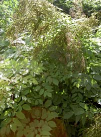 d. Busklik: större perenner som är volymbildande. De har ett yvigt växtsätt och ofta slängiga grenar. Till exempel höstsilverax (Actaea simplex Brunette ) och plymspirea (Aruncus dioicus). e. Upprätt: perenner med ett samlat och upprätt växtsätt.