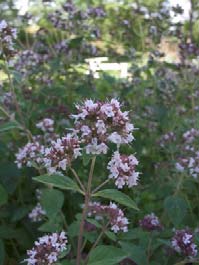 c. Gräsliknande: perenner med gräsliknande blad som inte nödvändigtvis behöver vara riktiga gräs och tillhöra familjen Poaceae. Till exempel daglilja (Hemerocallis x hybrid).