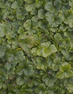 4a. Helictotrichon sempervirens 4a. Waldsteinia ternata 4a. Bergenia cordifolia 5.