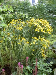 5a. Phlox douglasii 5b. Campanula carpatica 5c. Calamintha nepeta 5d. Astrantia major 5e. Helenium autumnale. 6.