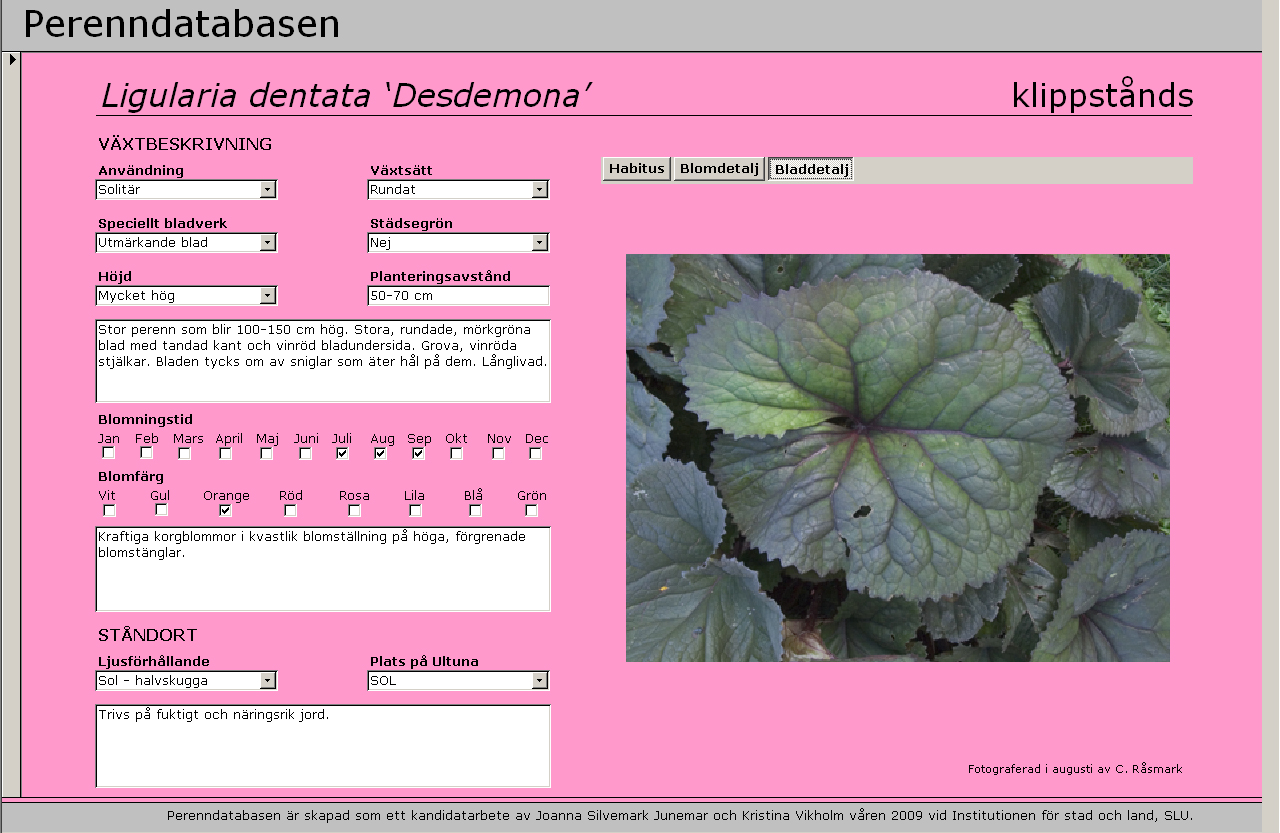 Exempel från den färdiga Perenndatabasen med bild på bladdetalj. Diskussion Vårt syfte var att göra en perenndatabas för studenter på landskapsarkitektprogrammet vid SLU i Uppsala.