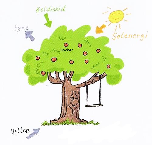 Fotosyntes (vår vanligaste kemiska reaktion) Solenergi + koldioxid + vatten