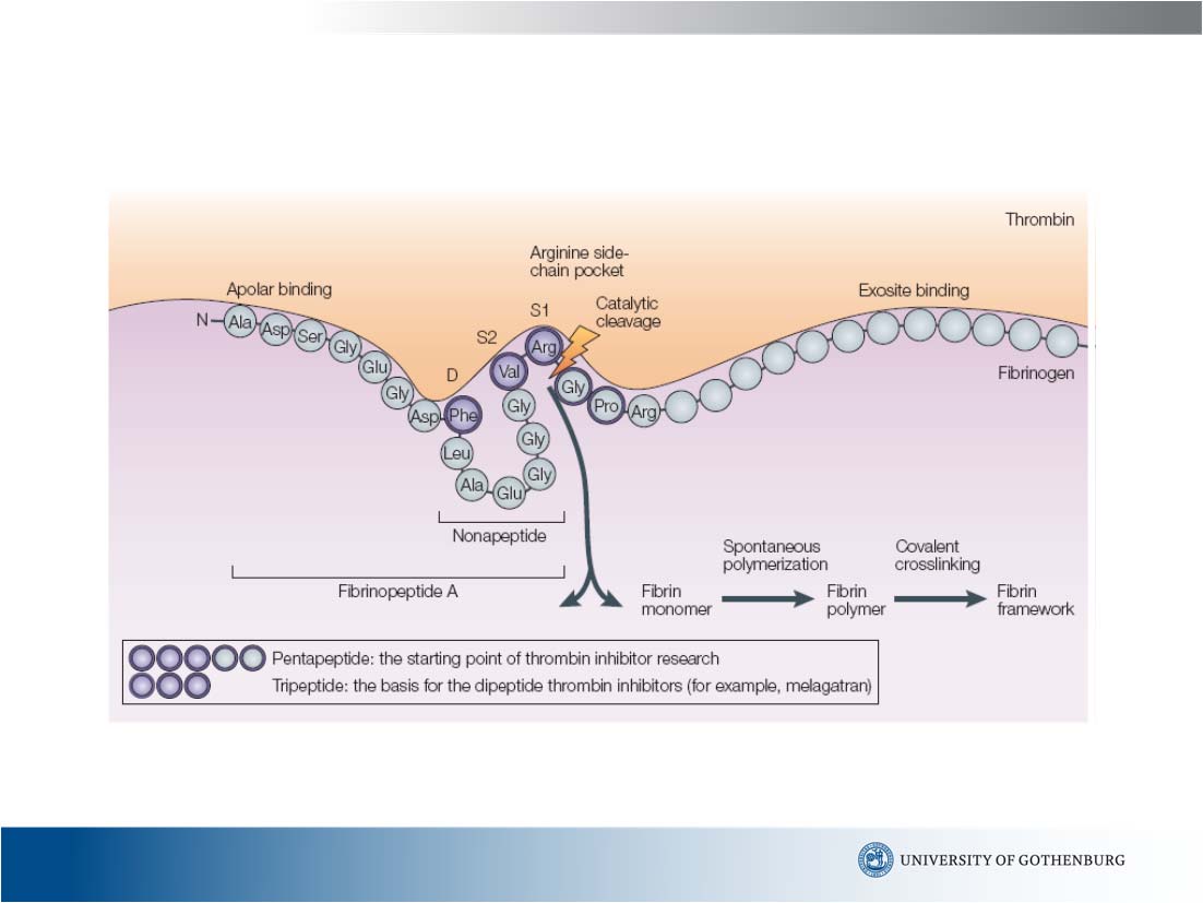 Direkta trombininhibitorer Rekombinanta proteiner peptider binder både till aktivt site och exosite-1 i trombin Bivalirudin (20 aa) Hirudin (65 aa) Lepirudin (65 aa) (rekombinant