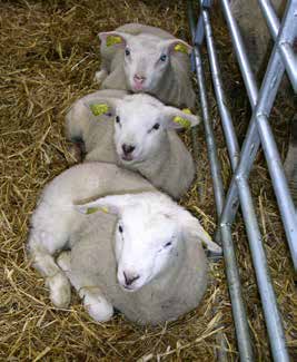Vallfoderkvalitetens betydelse för tackor och lamm 4,5 4,0 Konsumtion kg ts per dag Syftet med försöket var att belysa vikten av ensilagets skördetidpunkt inom lammproduktionen.