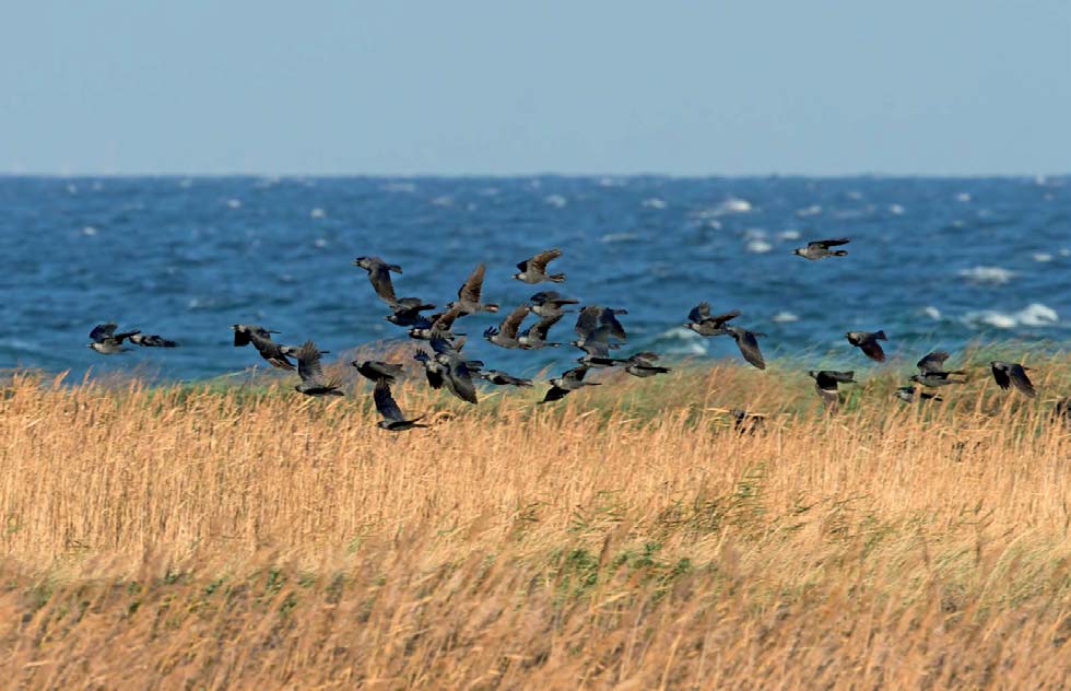 årliga fluktuationer. Långsiktigt ökar arten i såväl Sverige som Danmark. Antalet sträckande talgoxar har fluktuerat betydligt mer under perioden.