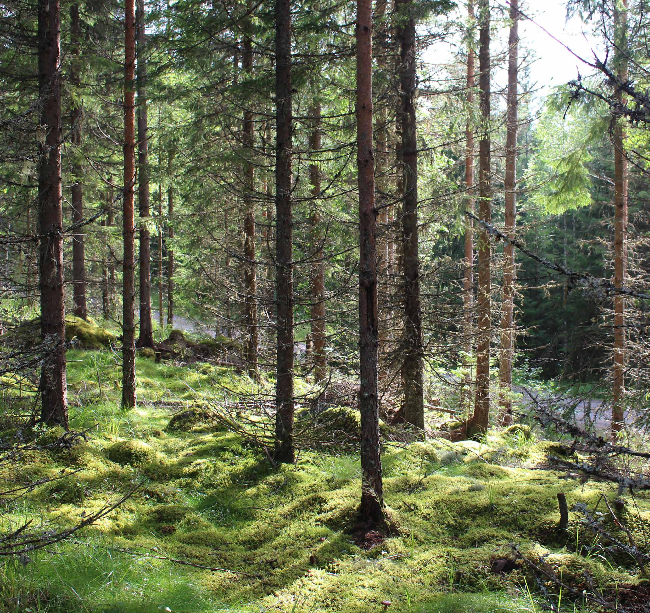 SKOGSSKIFTEN I FENSBOL Skogsskiften om sammanlagt 90 hektar i Fensbol, tio kilometer norr om Torsby.