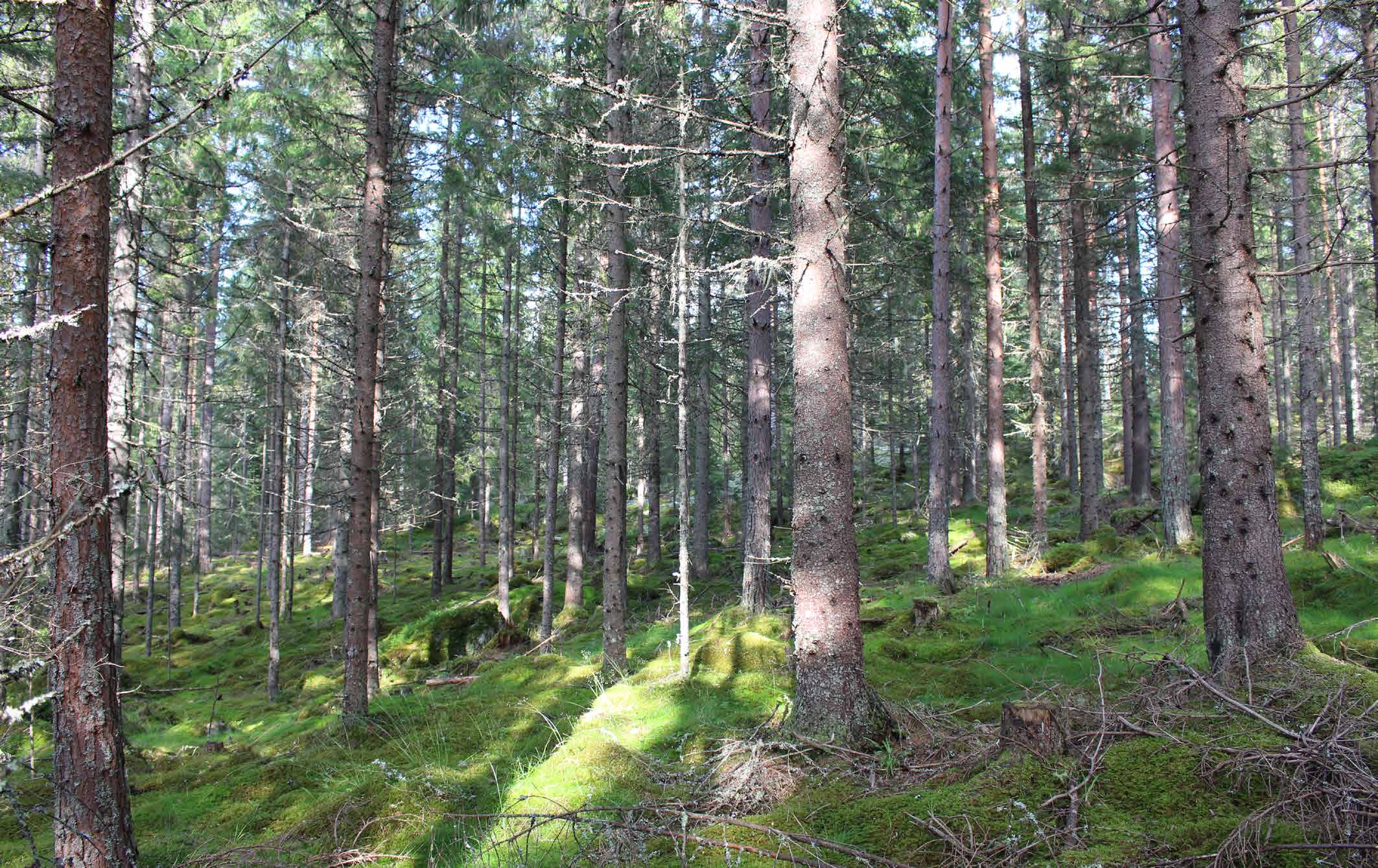 SKOG OCH MARK Fastigheten är fördelad på fem olika skiften med tyngdpunkten av marken på två av dessa.