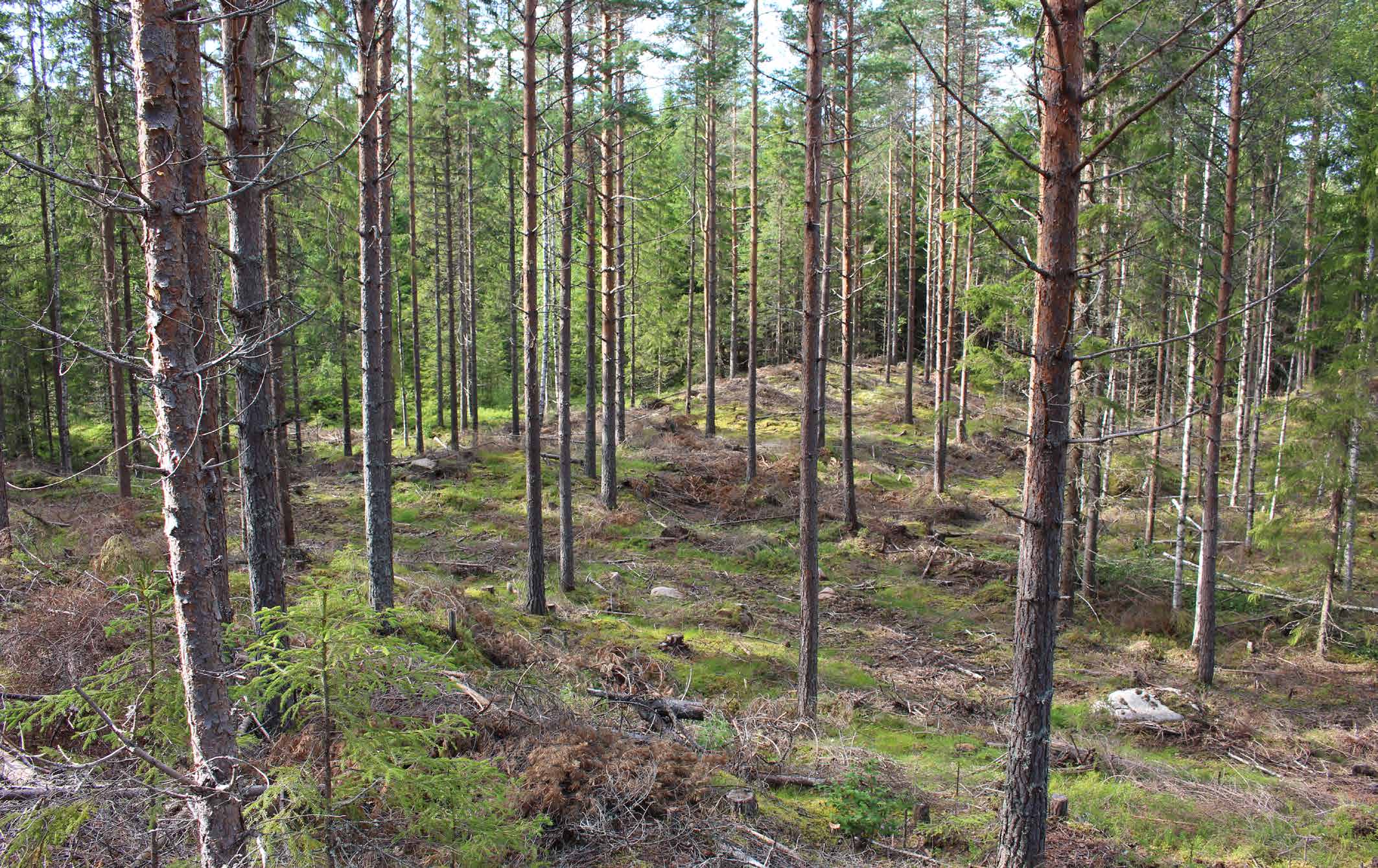 JAKT OCH FISKE JAKT OCH FISKE Jakträtten på fastigheten övergår till en köpare på tillträdesdagen.