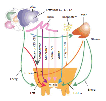 växthusgas (Hindrichsen et al., 2005; Beauchemin et al., 2008; Sjaastad et al., 2003).