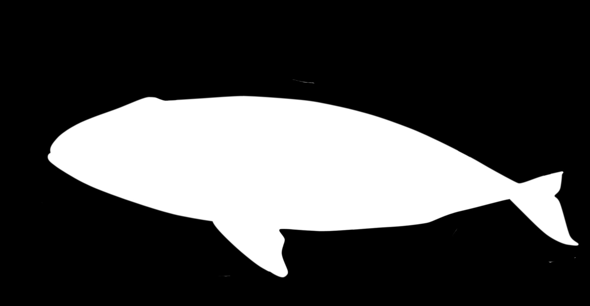 Sångare 4 Grönlandsvalen Grönlandsvalens sångnummer kännetecknas av långa känslosamma melodier med återkommande teman och refränger.