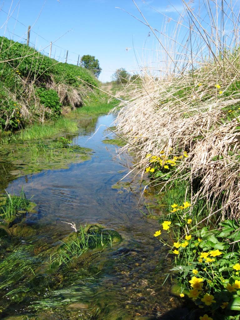 Lågvatten i typområdet i Östergötland E 21 (Foto: S.