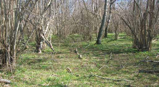 5 Skogens mångfald och skydd Forest Diversity and Protection Registreringen av nyckelbiotoper har fortsatt efter år 2006 men i betydligt mindre skala.