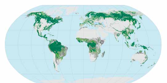 16 Internationell skogsstatistik International Forest Statistics Källa: Forest Resources Assessme