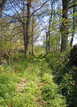 3 Skog och skogsmark Forest and Forest Land De slumpmässiga felen begränsar särskilt våra möjligheter att utläsa skillnader mellan olika tidsperioder eller olika grupper.