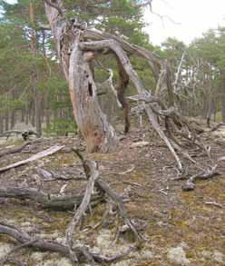 3 Skog och skogsmark Forest and Forest Land 2009 i Skogsstatistisk årsbok 2010.