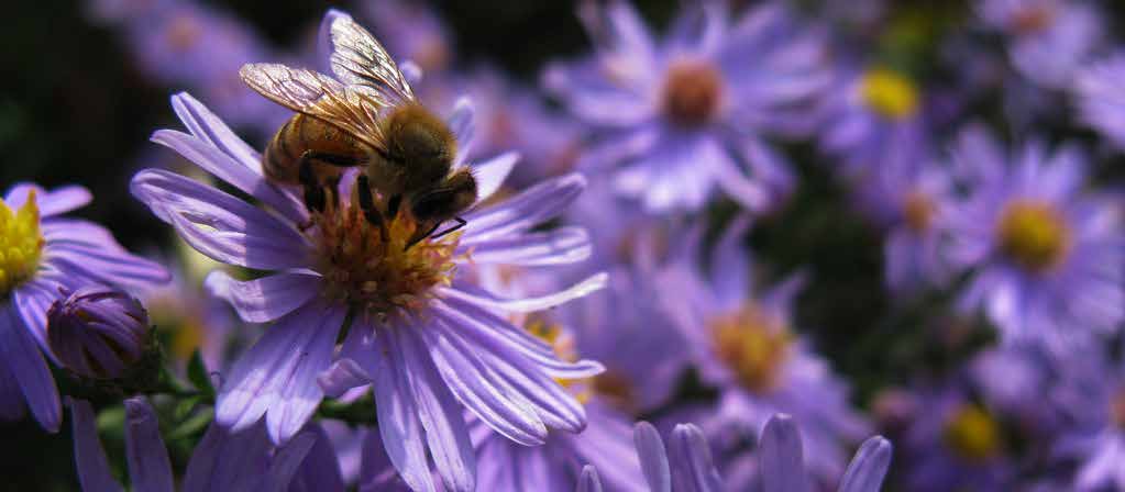 Växtgestaltning som gynnar pollinerande insekter - utformning av en plantering i Gotlandsparken i