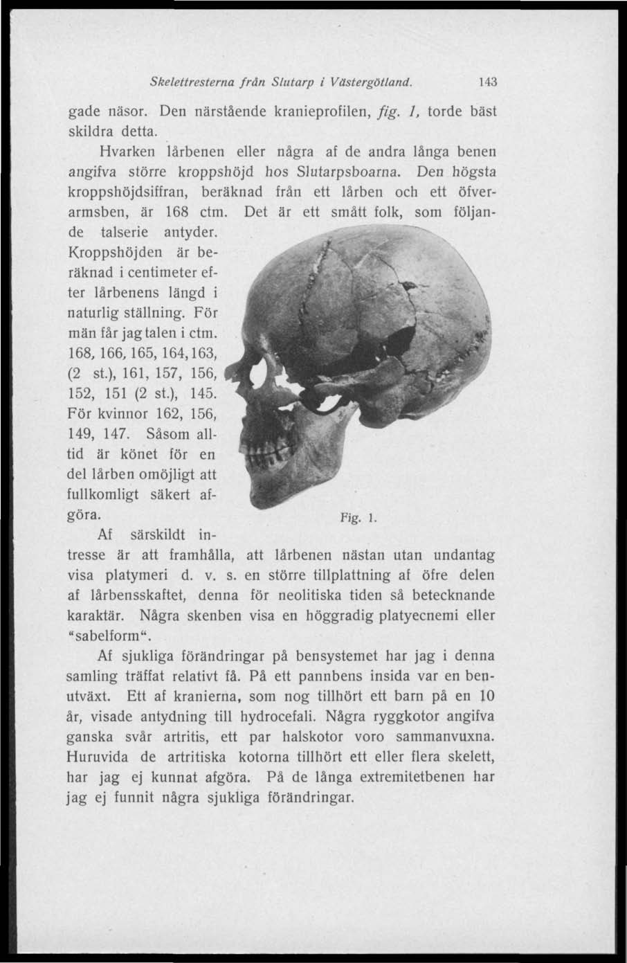 Skelettresterna från Slutarp i Västergötland. 143 gade näsor. Den närstående kranieprofilen, fig. 1, torde bäst skildra detta.