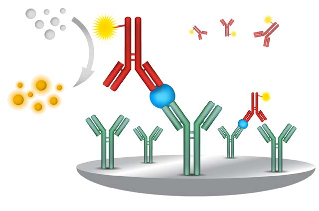 Från utveckling till CE-märkt produkt Biotinylated Anti TK1 Mab 2 Sampel TK1 Model of the TK1 tetramer Company Founded 2003 1:st ELISA Prototype 2008