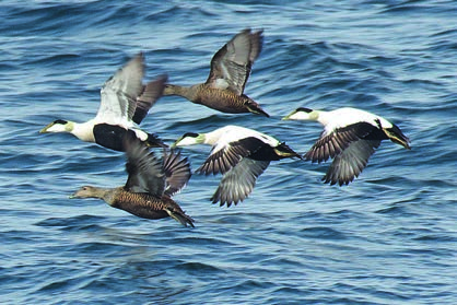 Eider