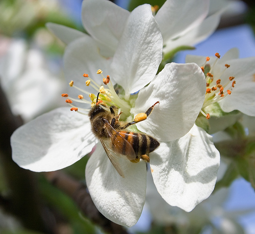 Biologisk teknik och nya affärsmodeller Pulver från svamp skyddar naturligt istället för kemiska bekämpningsmedel, sprids av bina Nedlagd åkermark för bifodergröda - nya former av