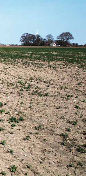 Raps i 3 växtföljder på 2 försöksgårdar Lanna Växtföljd: A B C A B C 2007 höstraps höstraps höstraps 2008 höstvete höstvete höstvete höstraps höstraps höstraps 2009 höstraps höstvete höstvete