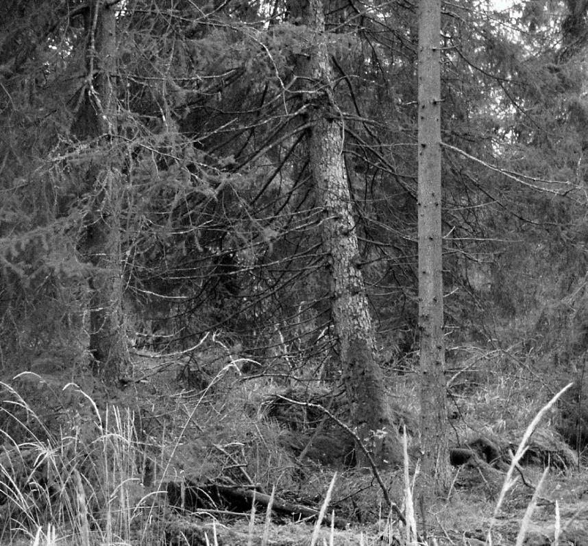 5 Figur 3. En dominant stor lutande gran i Karlssons skog. Långsiktigt utför en klok skogsägare befriande gallring i stället för berikande gallring.