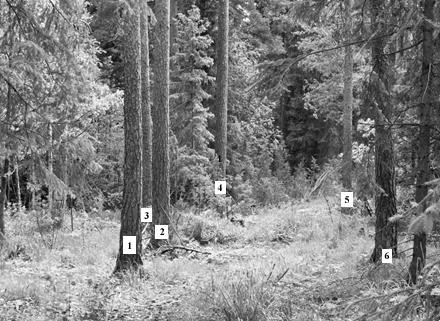 6 Figur 5. Karlssons skog. En i ekonomiskt avseende mogen tall nr 1, bredvid en väg. Den har ett lågt värde på grund av de grova döda grenarna som vallats in i timmerstocken.