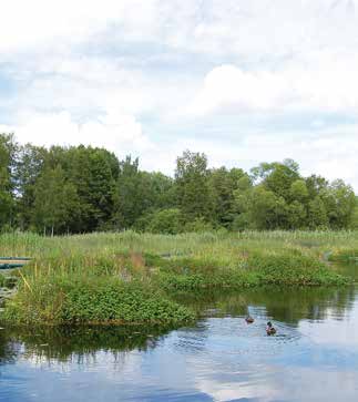 8 Veg Tech - för grönare städer VÄXTERNA ÄR BRA FÖR STADEN Växterna renar vatten Täby kommun var först ut med att anlägga flytande våtmark från Veg Tech.