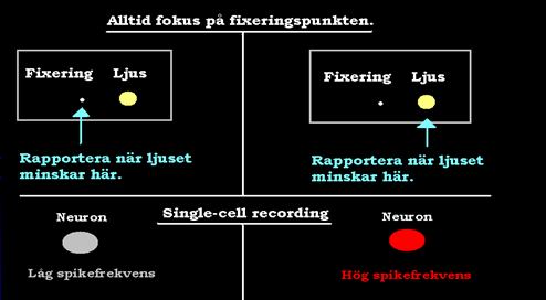 Visuell uppmärksamhet Vi kan ofta ta in omgivningens generella uppbyggnad väldigt snabbt. Det kan skapa intryck av att vår visuella perception är mer detaljerad än vad den är.