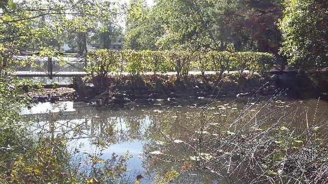 Tröskeln skulle man kunna ta bort och sedan göra å sträckan mer naturlig med att lägga i block och sten som naturlig dämning, dock kommer dammen troligen att sänkas något, men samtidigt ökar