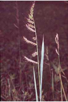 Hönshirs Echinochloa crus-galli C4-växt