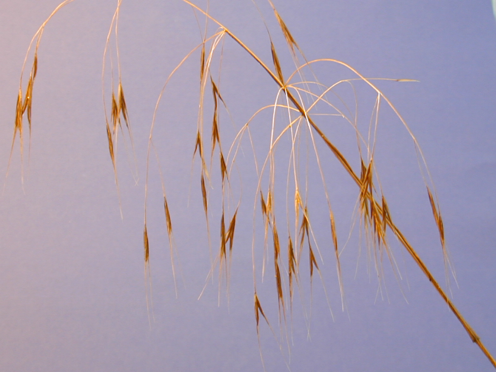 Sandlosta, Bromus sterilis Höstgroende Kortvarig