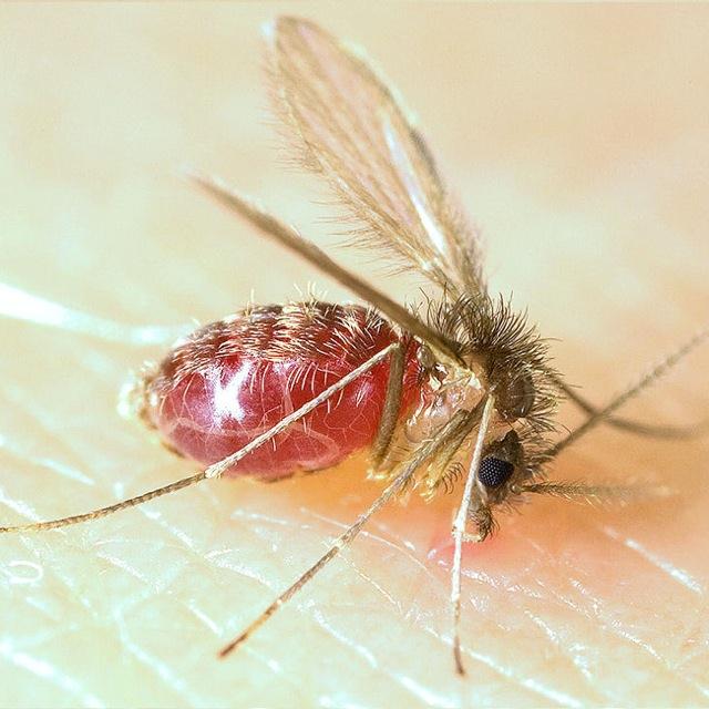 Malaria och nya sjukdomsrisker Fler inhemska malariamyggor Ökar inte risken för sjukdom Sandmyggan som sprider visceral leishmaniasis kan troligen etablera sig i landet.