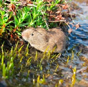 Miljöövervakning och uppföljning av natur i relation till ÅGP Conny Jacobson, Enheten för natur och biologisk