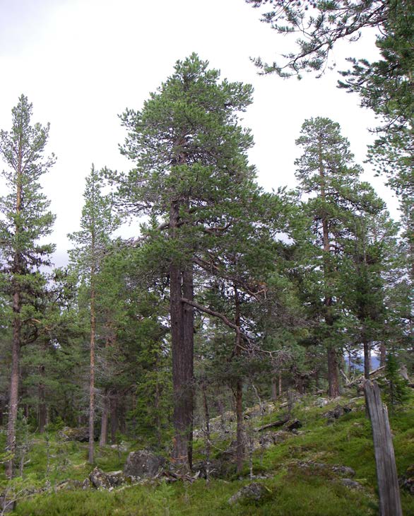 5 / 8 PLANDEL Skötsel och förvaltning av naturreservatets natur- och kulturvärden Naturreservatet är indelat i ett skötselområde (A).