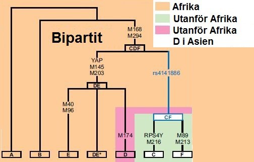 Haplogrupperna C, DE och F utgör majoriteten av världens Y-kromosomer (Underhill & Kivisild 2007).