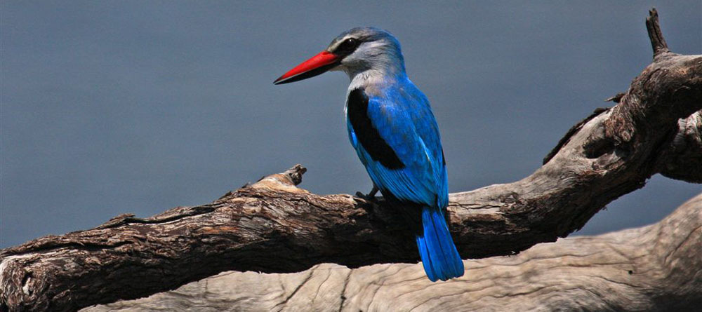 Woodland kingfisher. Foto: Bengt Antonsson ARTLISTA FÅGLAR Systematiken följer Birds of Southern Africa av Sinclair, Hockey and Tarboton. 1.