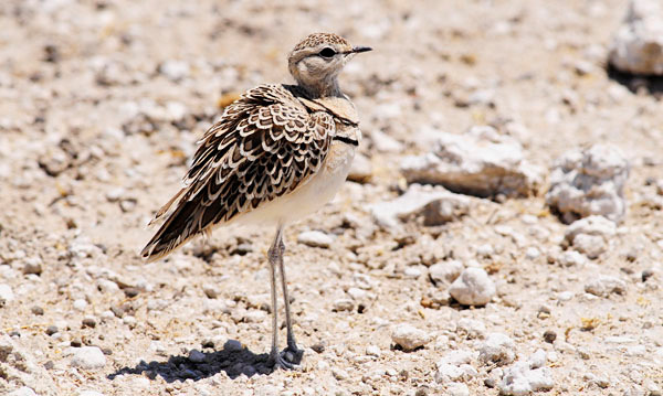 119. Black-winged Pratincole (svartvingad vadarsvala) Glareola nordmanni 2 ex Mahango 10/11. 120. Rock Pratincole Glareola nuchalis 1 ex Popa falls 10/11. 121.