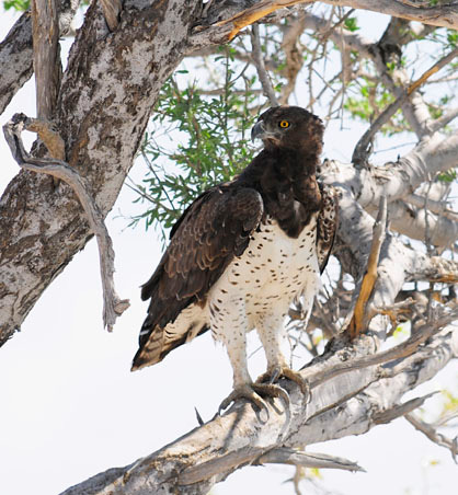 Vi skådade på ett par platser till i reservatets övre del innan vi startade resan mot slutmålet för dagen; Etosha Safari Camp strax utanför den stora nationalparken med samma namn.