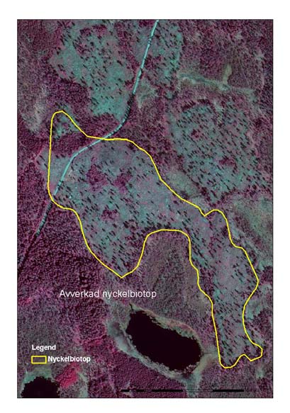 Bilaga 1 Ortofoto Gammalt ortofoto* Faktiskt avverkat på nyckelbiotop Del av Faktiskt avverkat inom