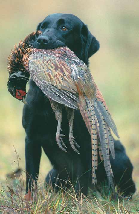 Foto för julannons i Spaniel och Retrieverklubbens medlemstidning Apportören. Tyvärr minns varken Anki eller Lena exakt årtal. Tre labradorer och två flatcoated retrievrar representerar kenneln.