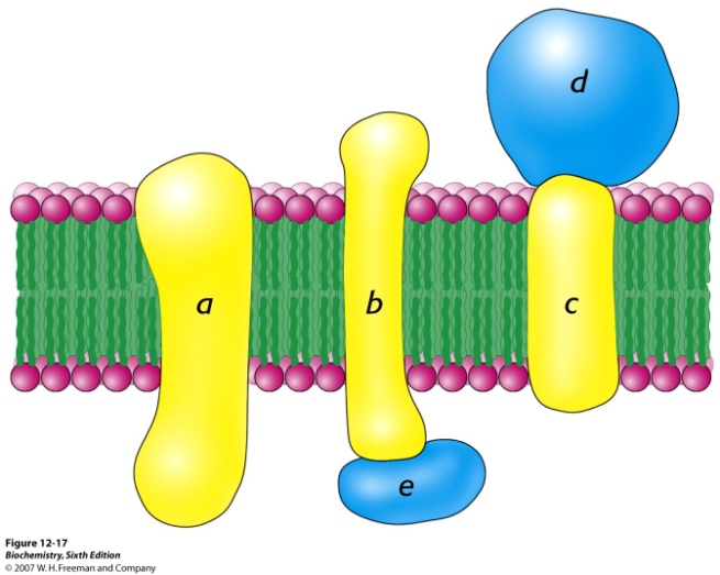 b) Membranfigur: Dubbellager, hydrofila huvuden utåt, hydrofoba svansar inåt (1p). c) Hydrofoba effekten. Hydrofoba delar av t.ex.