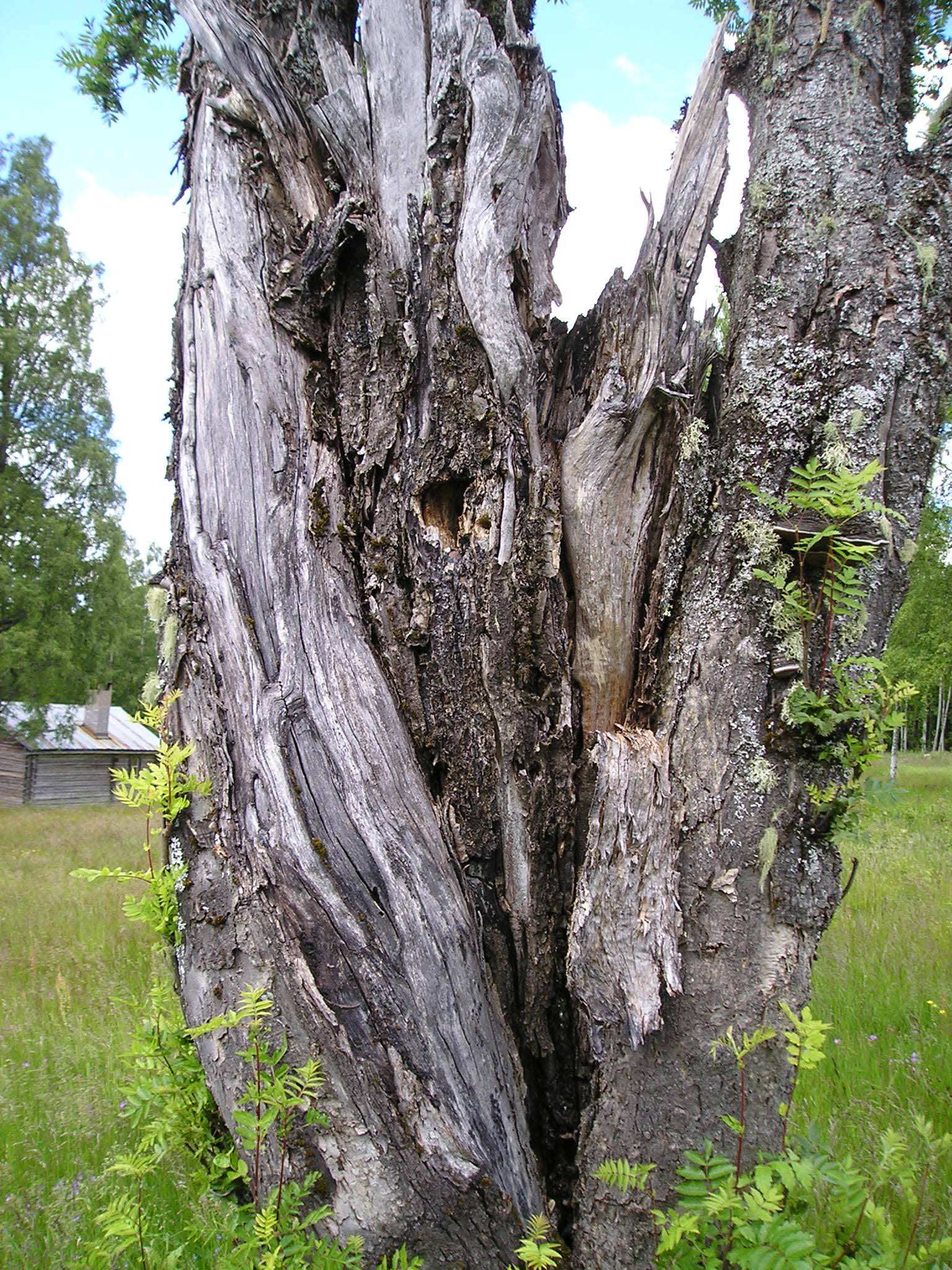 Slåtterbladet Nummer 1 2007 Slåtterbladet är inte bladet av slåtterblomma, utan denna lilla tidning för alla som äger eller sköter ängsmark i Värmland.