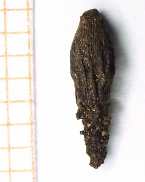 Figur 4. Knollhestehavre (Arrhenatherum elatius subsp. bulbosum). Prov 79 (9133), stolphål.