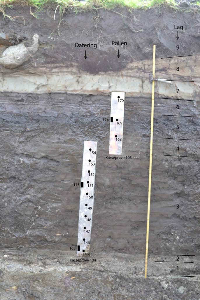 Figur 13. Gyttjeprofil (profil 3). Lager och plats för provuttag markerat. 3.4.2. Datering gyttjeprofil Tre makrofossil från gyttjeprofilen daterades till 7005-6880, 6780-6655 och 6185-5950 cal.